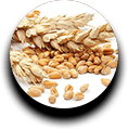 grains